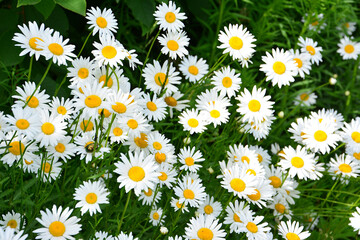 a background of White Daisies in Full Bloom