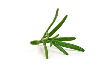 Rosemary sprig, isolated on white background