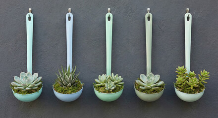 Succulents growing in colorful ladles hanging on dark wall, creative diy garden decor for interior design ads