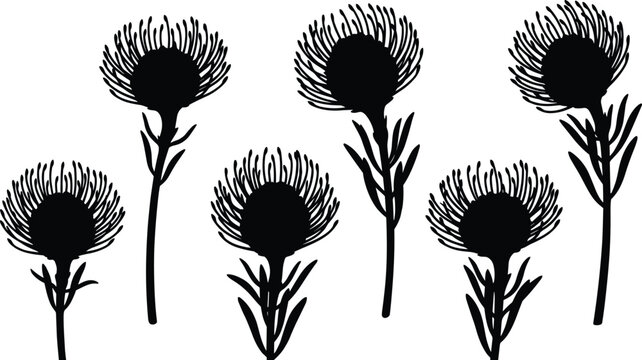 Stylized pincushion protea flower silhouettes with linear petals and stems, botanical vector illustration for decals, laser cutting, tattoos, wall art, design