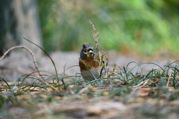 Obraz premium A brambling (Fringilla montifringilla) foraging on the ground among grass. The small songbird with orange and brown plumage is partially hidden by plants, creating a soft, natural wildlife scene.