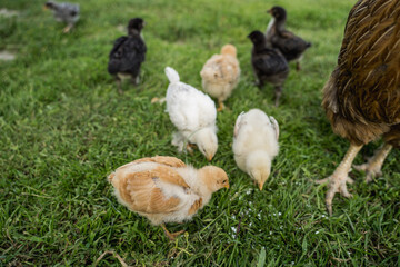 Fototapeta premium Free range chickens with young chicks walking on grass in rural farm environment. Organic poultry farming, natural food production and countryside lifestyle. 