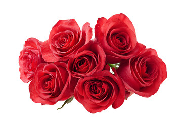 Obraz premium Vibrant red roses isolated on transparent background