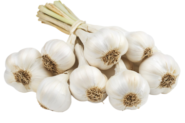 Fresh Whole Garlic Bulbs in a Tied Bunch Isolated on White Background