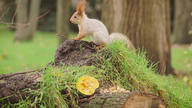 Close up of fluffy eared squirrel jumping onto tree stump, freezing briefly and running away with a nut