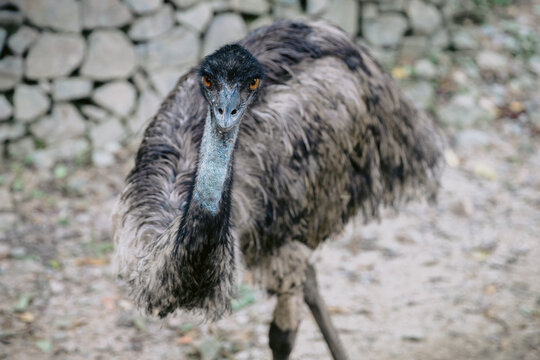 Emu bird (Dromaius novaehollandiae) in park.