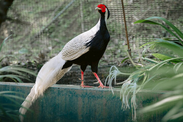The male silver pheasant close up outdoor