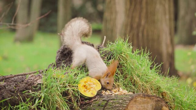 Close up of fluffy eared squirrel jumping onto tree stump, freezing briefly and running away with a nut