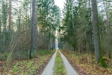Fototapeta premium Sandy road in the forest in late autumn, Bialowieza Forest, Poland