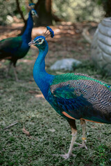 Indian peafowl or Pavo cristatus, also known as the common peafowl or blue peafowl.