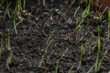 Fresh grass sprouts emerging from the earth. The essence of growth and renewal, the beginning of a vibrant life in the cycle of nature.