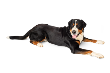 Greater Swiss Mountain Dog lying isolated on white background.