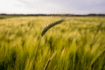 Fototapeta premium Close up of cereal crops growing in a field with natural light and shallow depth of field. Agriculture, grain production and organic farming concept. 