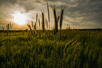Close up of cereal crops growing in a field with natural light and shallow depth of field. Agriculture, grain production and organic farming concept.
