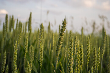 Fototapeta premium Close up of cereal crops growing in a field with natural light and shallow depth of field. Agriculture, grain production and organic farming concept. 