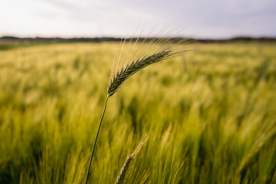 Close up of cereal crops growing in a field with natural light and shallow depth of field. Agriculture, grain production and organic farming concept.
