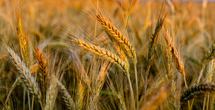 Close up of cereal crops growing in a field with natural light and shallow depth of field. Agriculture, grain production and organic farming concept.
