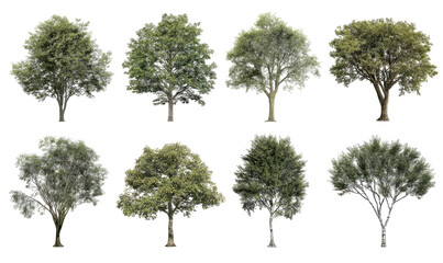 Eight varied, leafy trees against stark black background