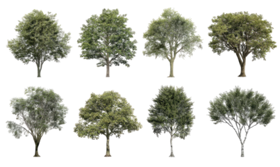 Eight varied, leafy trees against stark black background