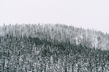 Oksbakklia Hill, part of the Toten&aring;sen Hills, Norway, January 2026.