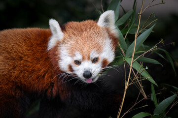Cute Red Panda Feeding on Bamboo Shoots