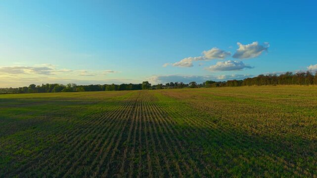 Mowed field with scattered weeds in rural farmland. Unmanaged agricultural plot with regrowing vegetation after crop cutting. Open countryside field with uneven stubble and emerging weed cover
