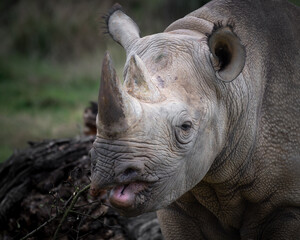 Front View Black Rhinoceros in a Field Feeding