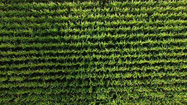 Green corn field with dense rows of young plants growing. Vibrant corn landscape with aligned rows of sprouting crops developing. Lush corn farmland with structured lines of emerging vegetation