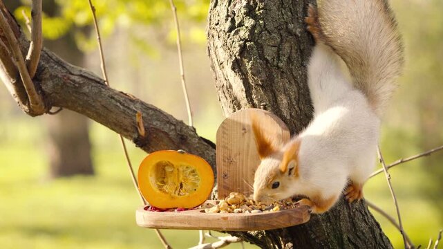 Close up of two white winter squirrels visiting feeder one after another and taking nuts