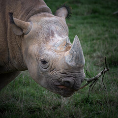 Obraz premium Front View Black Rhinoceros in a Field Feeding