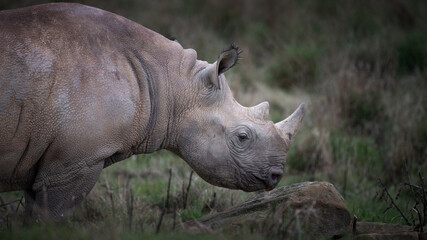 Obraz premium Close up Side View Black Rhinoceros in a Field