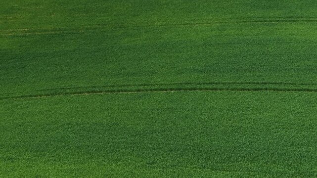 Growing hilly endless wheat barley field. Spreading green cereal crop over rolling farmland. Cultivating vast grain area across sloping agriculture land. Expanding lush barley and wheat plantation