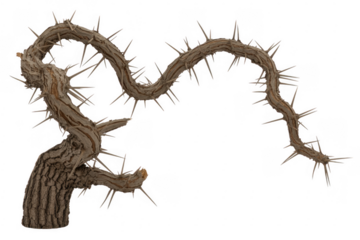 Thorny branch with sharp spikes thorns isolated isolated on a transparent background
