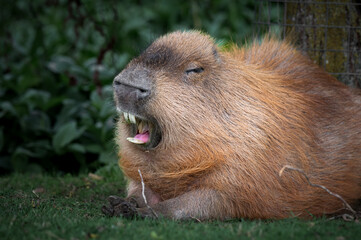 Adult Capybara Showing its Teeth