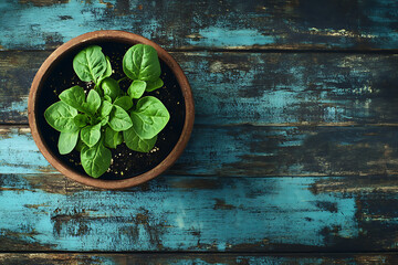 Fresh Green Basil Plant in a Pot on a Dark Rustic Wooden Table, Overhead View of Young Basil Herb Growing in Soil with Copy Space
