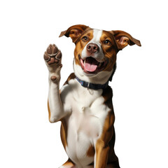 Obraz premium Happy dog raising paw isolated on transparent background