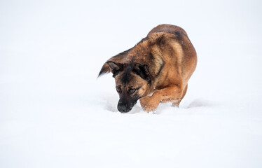 Dog tracking a scent in deep snow.
