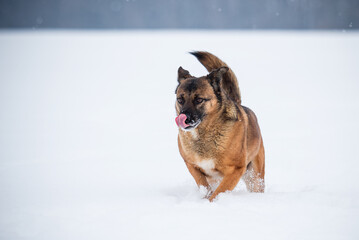 Funny dog licking its nose while running in snow.