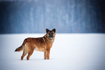 Brown dog standing in a snowy field with winter forest background.