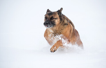 Dog in the snow splash.