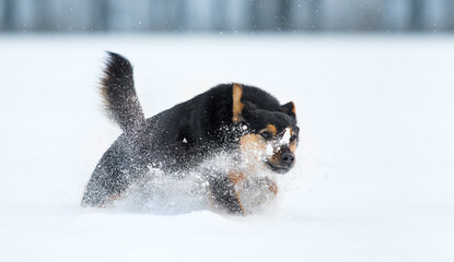 Black dog running through deep snow with explosion of snowflakes.