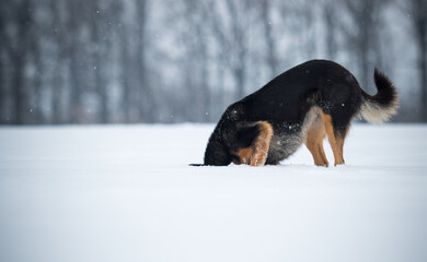 Funny dog with head buried deep in the snow.
