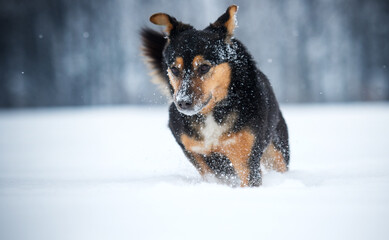 Energetic dog running through snow with snow-covered face.