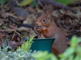 Portrait of a Squirrel in High Quality - Super Cute Looking. High quality photo