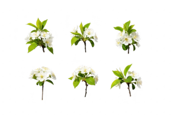 Six delicate white floral arrangements on a black background