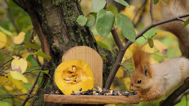 Close up of squirrel jumping on branches near feeder, taking a nut and running away in autumn