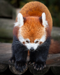 Front View Cute Red Panda Standing