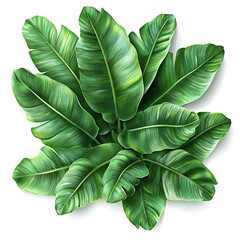 Fototapeta premium Overhead View of a Cluster of Vibrant Green Banana Leaves banana leaf tropical photo