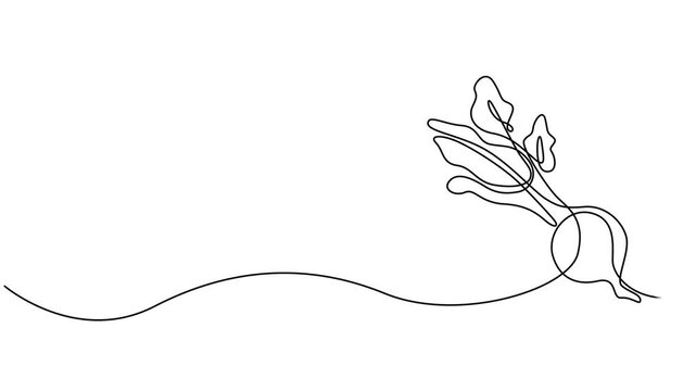 Beetroot continuous one line drawing animation video. Full length single line 4K video clip, Self drawing line animation whole healthy organic beetroot fresh garden beet plant vegetable continuous one