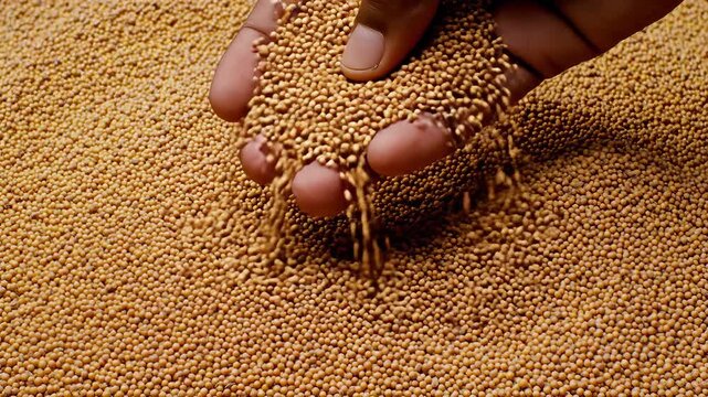 A closeup shot of a persons hand gently scooping and sifting through a vast quantity of goldenbrown mustard seeds showcasing the rich texture and abundance of the raw agricultural product highlightin.